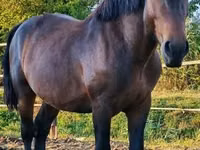 Horse (M), Međimurje horse — photo 5
