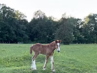 Mare, Gypsy horse — photo 3