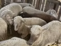 Sheep, Blackheaded Persian sheep — photo 7