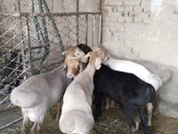 मेढ़ा, भेड़ — फ़ोटो 6