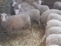 Oveja, Ovejas — foto 1