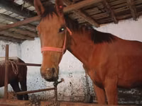 Caballo, Manipuri pony — foto 2