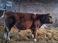 母牛, Simmental cattle — 照片 7