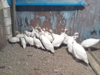 Blanco — foto 1