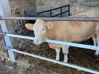 Vaca, Charolais cattle — foto 4