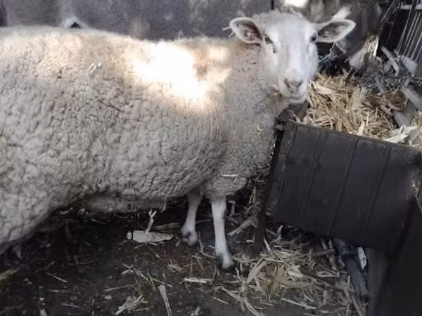 Schaf, British  Milksheep