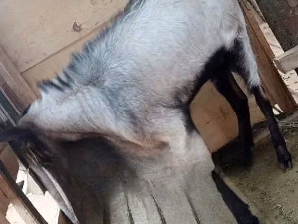 Billy Goat, Goats