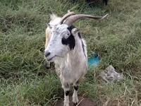 Cabras (lote, sexo no especificado), Cabras — foto 3