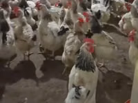Chickens — फ़ोटो 3