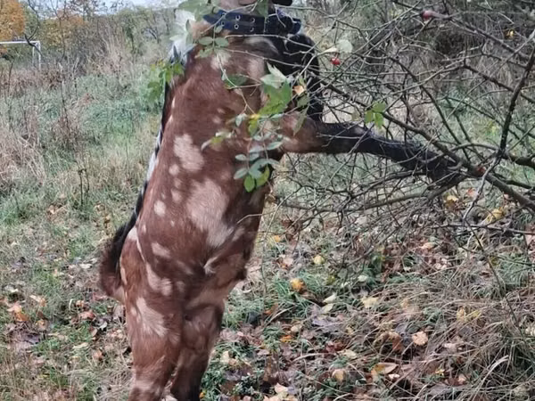 Cabro, Nubian Goat