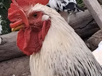 Chickens — الصورة 1