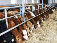 أبقار (دفعة، الجنس غير محدد), Simmental cattle — الصورة 2