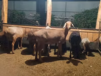 母羊, Sheep — 照片 1
