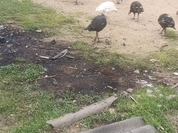 Guinea fowl