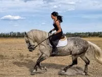 Horse (M), Andalusian horse — photo 2