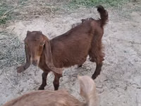 Cabro, Cabras — foto 4