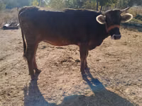 Kuh, Swiss cattle — Foto 5