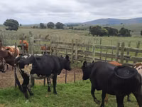 Cow, Nguni cattle — photo 5