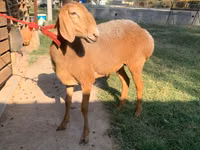 Sheep, Arashan sheep — photo 4
