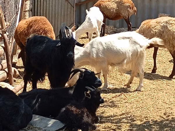 Cabras (lote, sexo no especificado), Cabras