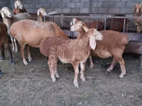 Widder, Arashan sheep — Foto 8