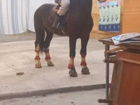 Caballo, Russian warmblood — foto 2