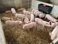 Pigs (batch, sex not specified), Pigs — photo 3