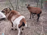 Carnero, Cameroon sheep — foto 8