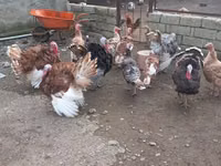 Turkeys — foto 1