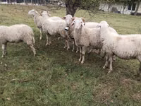 मेढ़ा, Assaf sheep — फ़ोटो 1