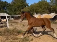 Horse (M), Dutch warmblood horse — photo 1