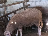 كبش, Lacaune sheep — الصورة 5
