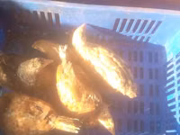 Chickens — Foto 3