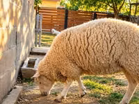 Schaf, British  Milksheep — Foto 3