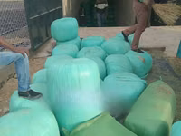 Bhoma Rhodes Hay & Seeds, Lucerne Hay & Seeds, Baled Full Corn Silage — Foto 2