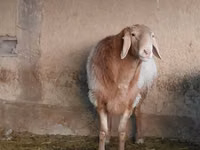 公羊, Arashan sheep — 照片 1