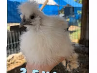 Silkie — photo 2