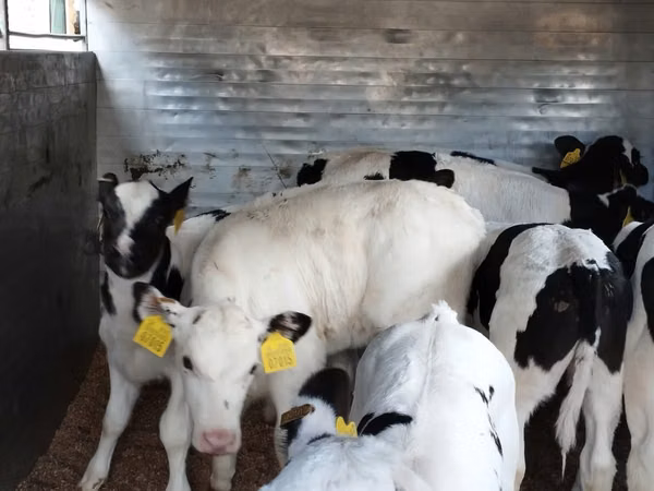 Rinder (Partie, Geschlecht nicht angegeben), Russian Black pied cattle