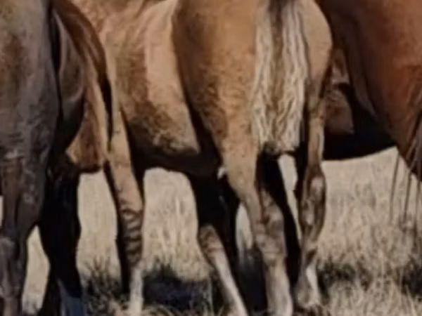 Horses (batch, sex not specified), Mugalzhar horse