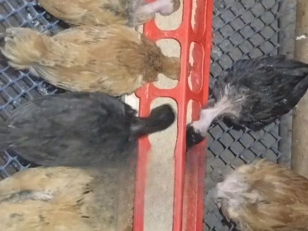 Chickens