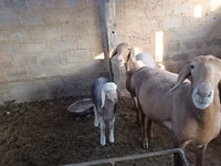 Schaf, Arashan sheep — Foto 7