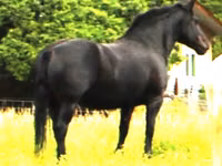 Stute, Percheron — Foto 1