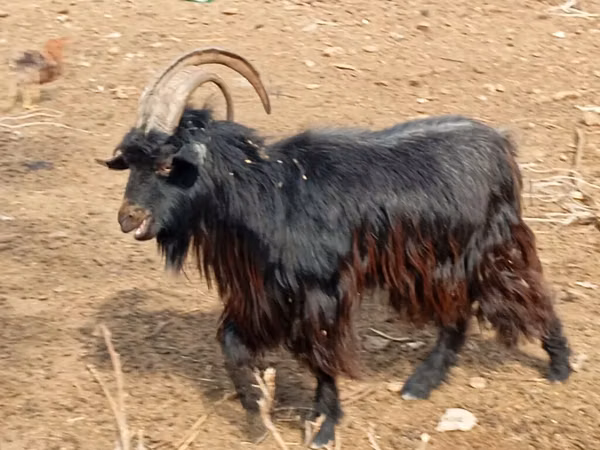 Cabras (lote, sexo no especificado), Cabras