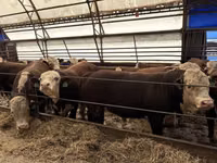 Bulle, Simmental cattle — Foto 7