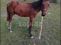 Caballo, Caballos — foto 2