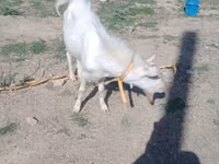 Goat, Goats — photo 3