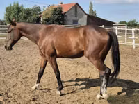Hengst, Pferde — Foto 2