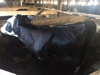 Cow, Yaroslavl cattle — photo 1