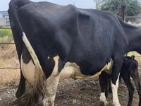 Cow, Russian Black pied cattle — photo 6