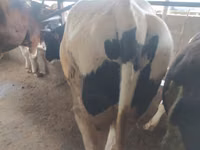 公牛, Holstein breed — 照片 5